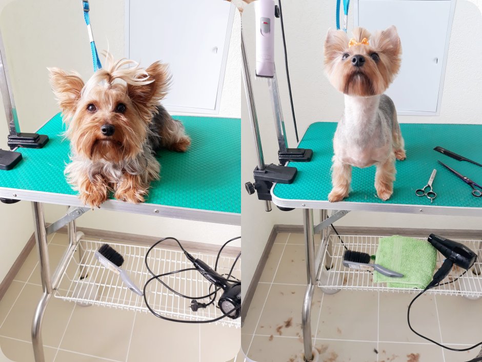 Салон стрижки собак в центре