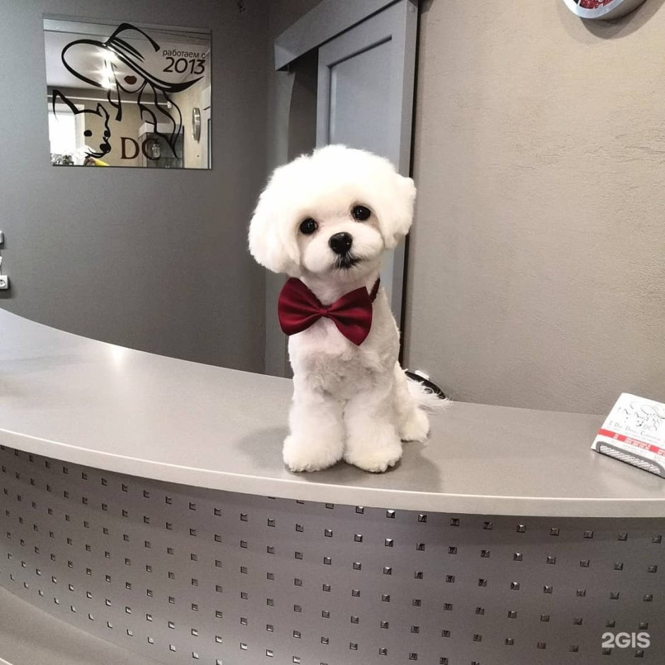 Парикмахерская для собак