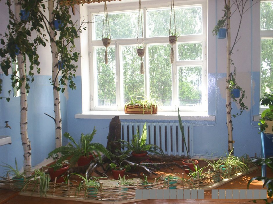 Цветочный уголок в школе