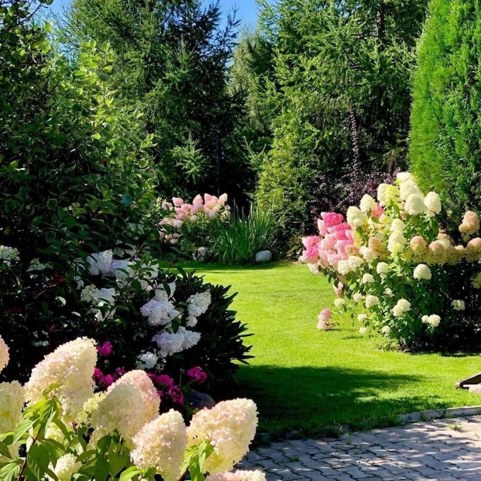 Ель Хупси в ландшафтном