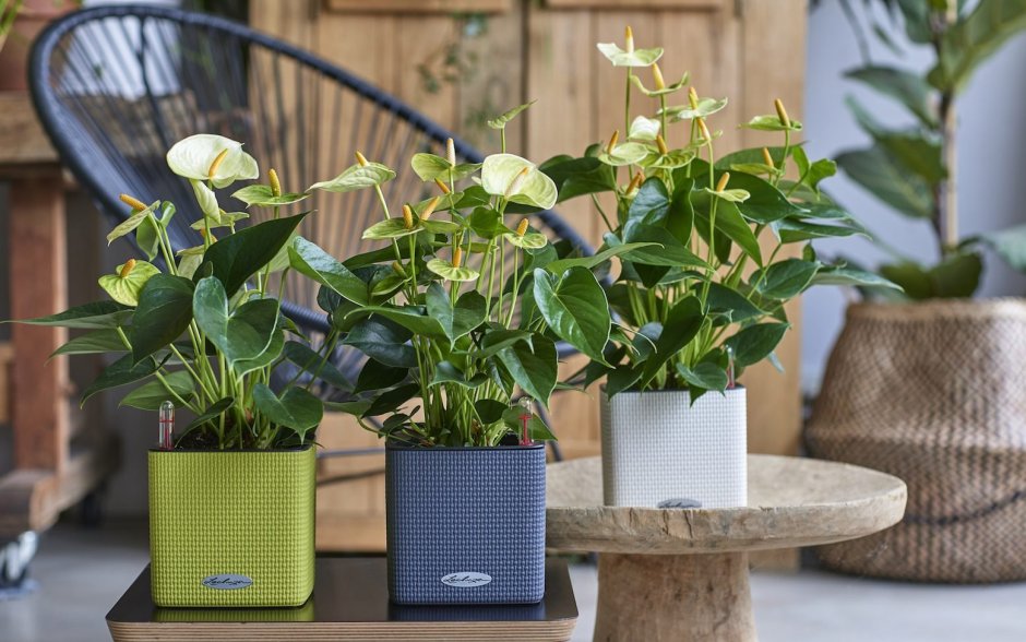 Кашпо для антуриума