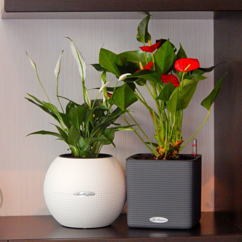 Красивые цветы в квартире