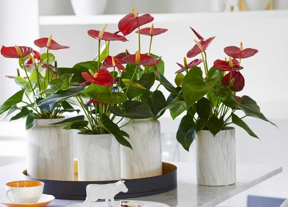 Горшечное растение Антуриум