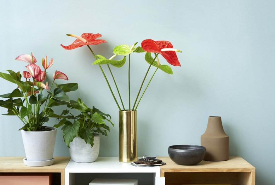 Красивый комнатный цветок в подарок