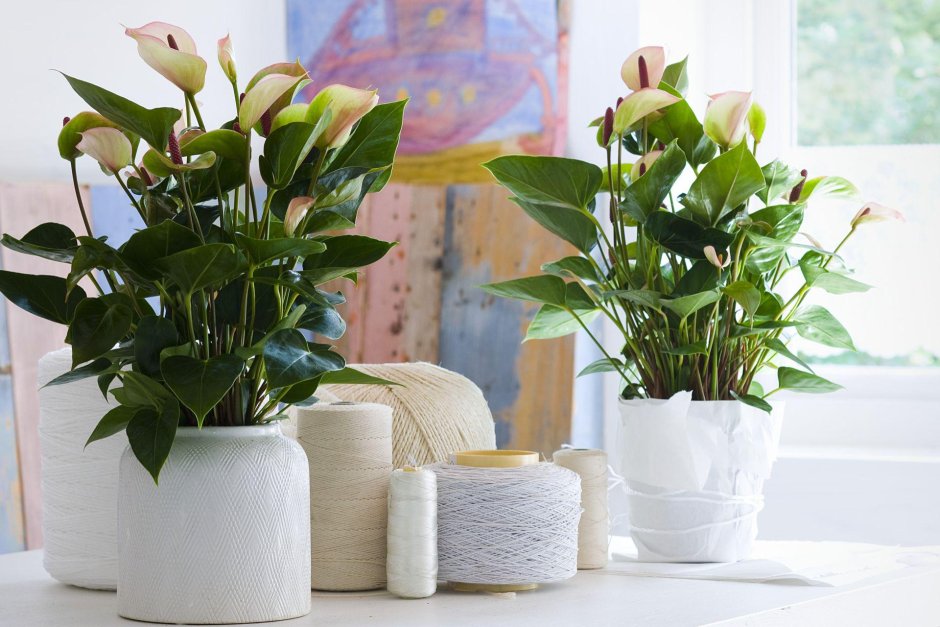 Кашпо Лечуза Квадро