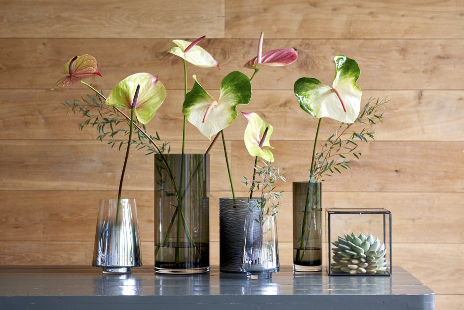 Антуриум в офисе