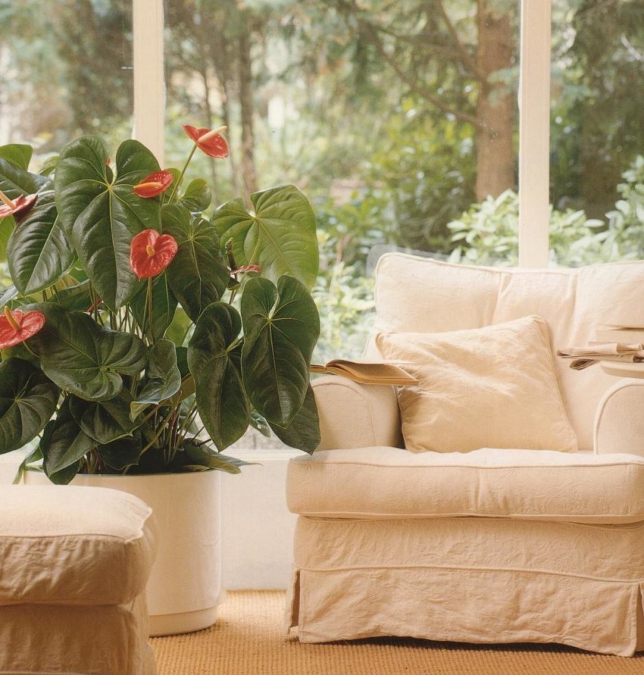 Антуриум million Flowers Red