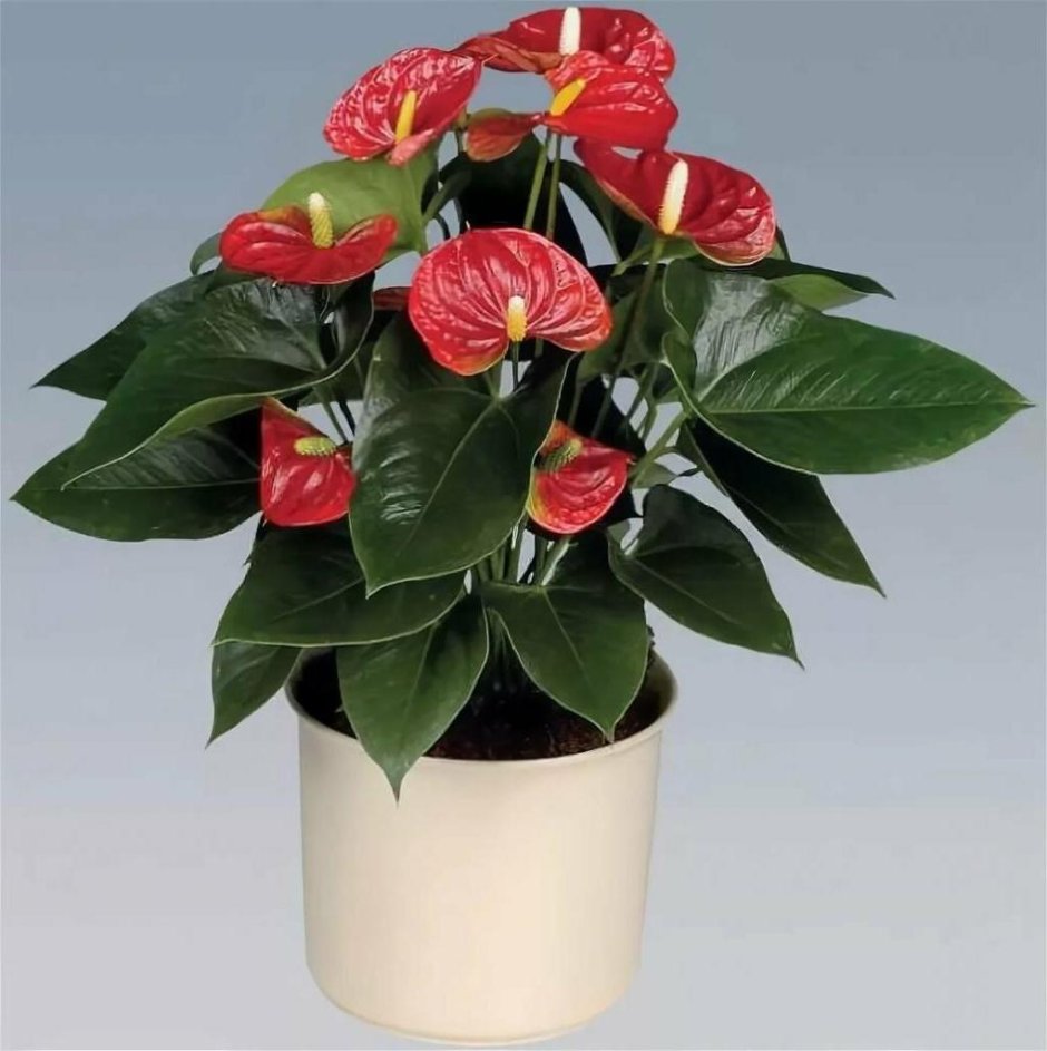 Антуриум на подоконнике