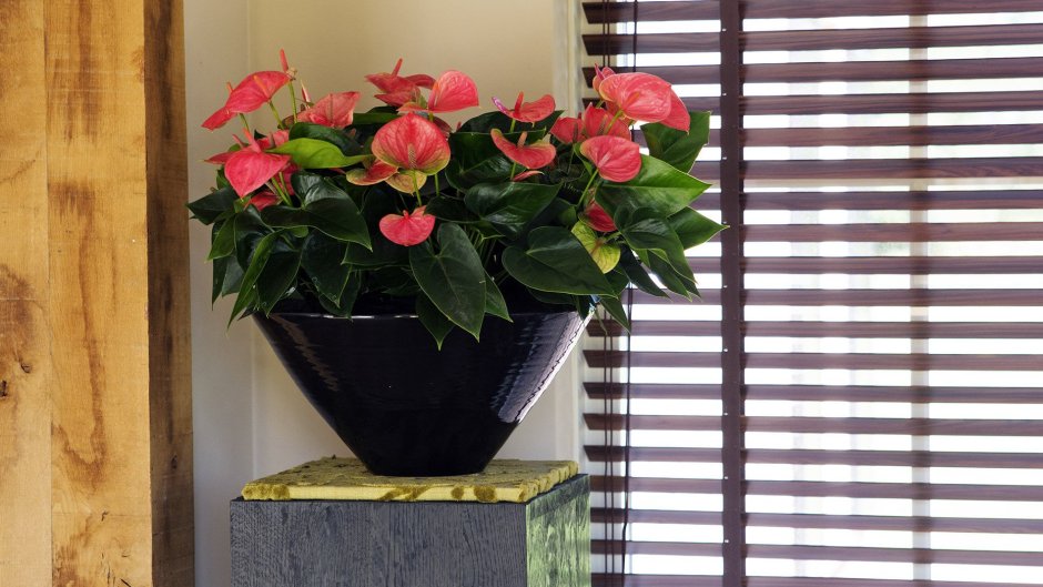 Кашпо для антуриума