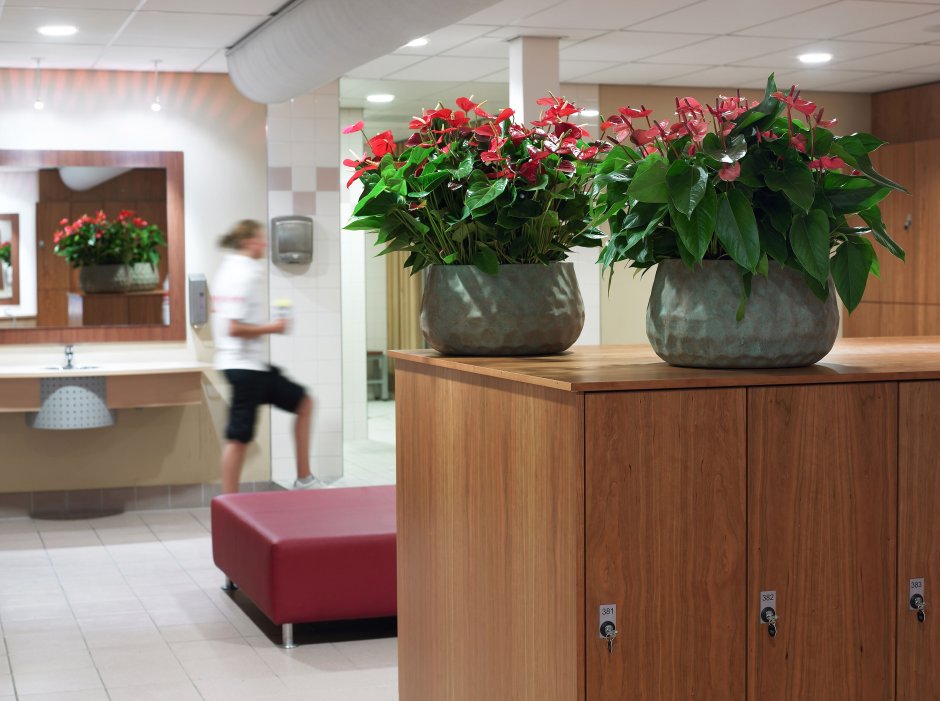 Антуриум черенкование