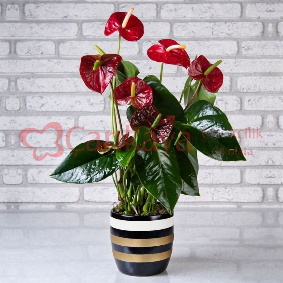 Антуриум в интерьере