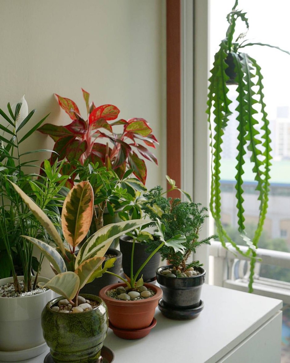 Тенелюбивые комнатные комнатные растения