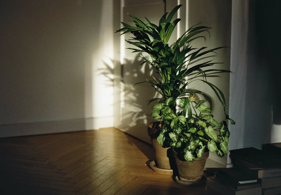 Фото домашних растений