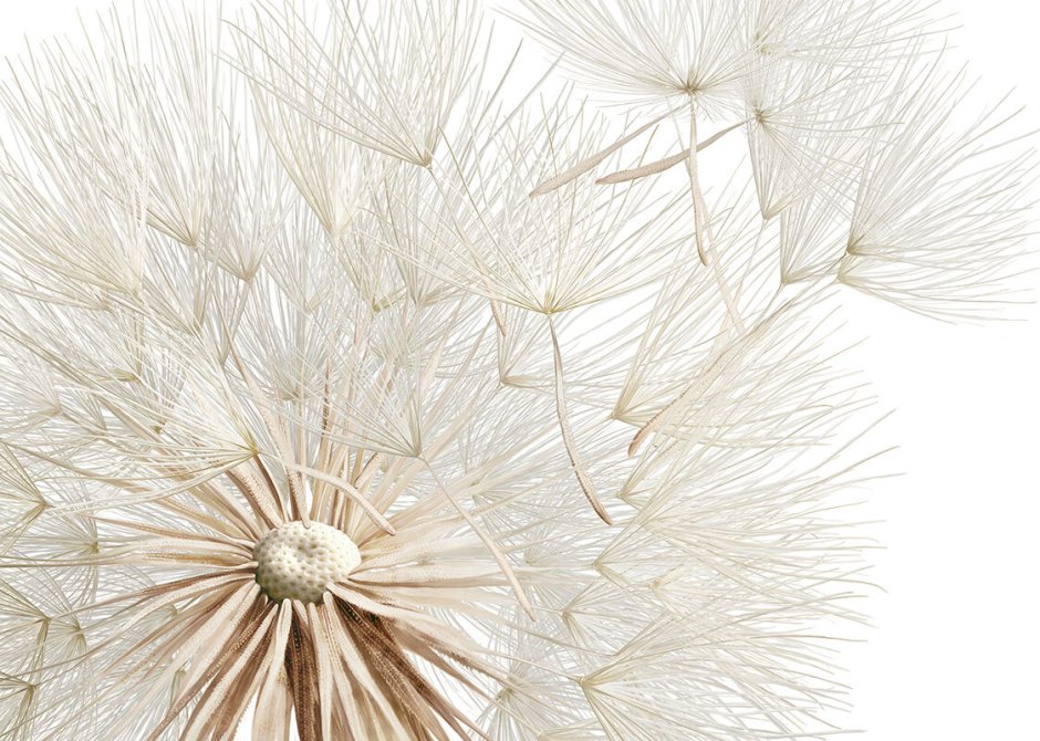 Одуванчик в спальне