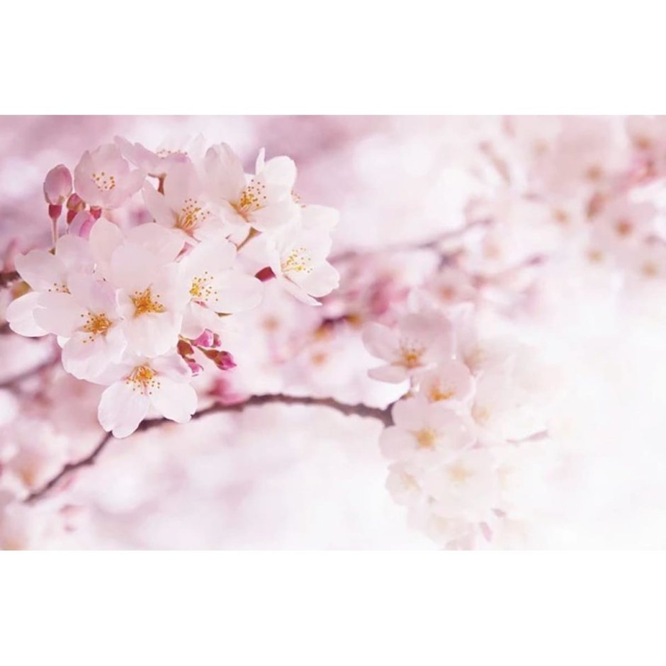 Фотообои Сакура