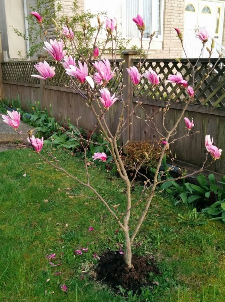 Магнолия Суланжа Сьюзан на даче