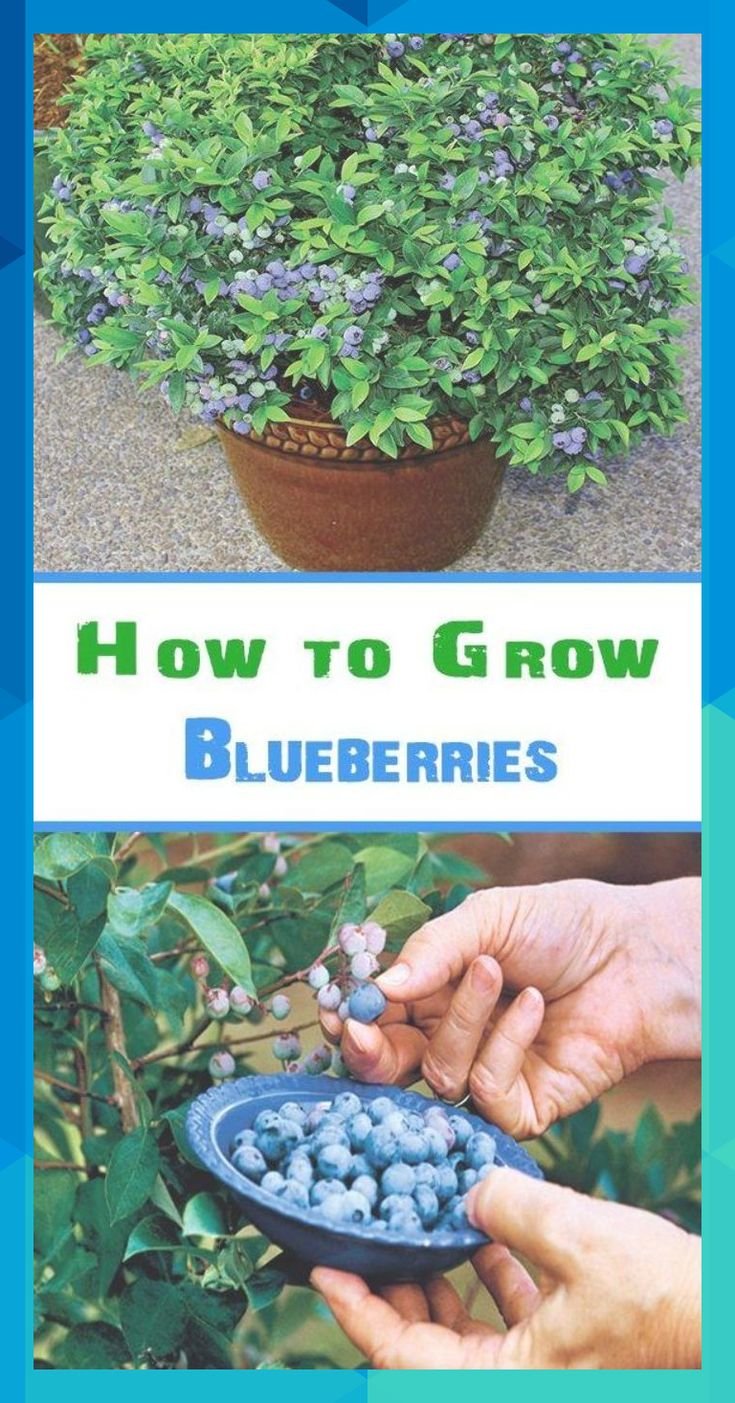 Голубика Садовая посадка