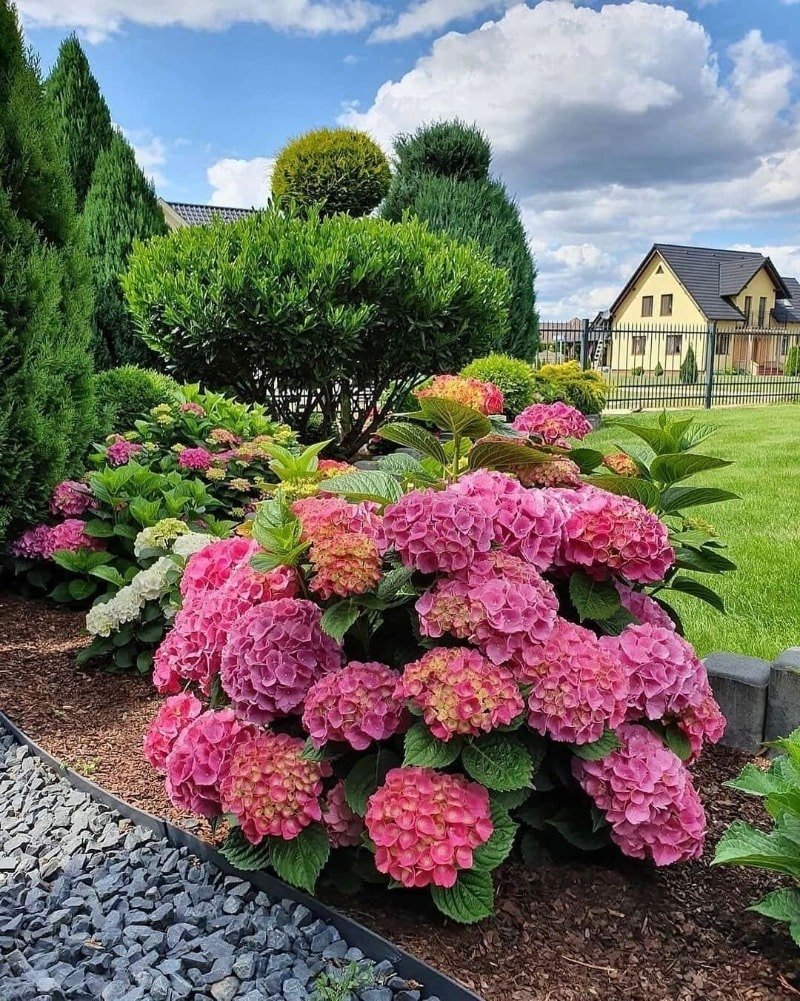 Гортензия сирень миксбордер