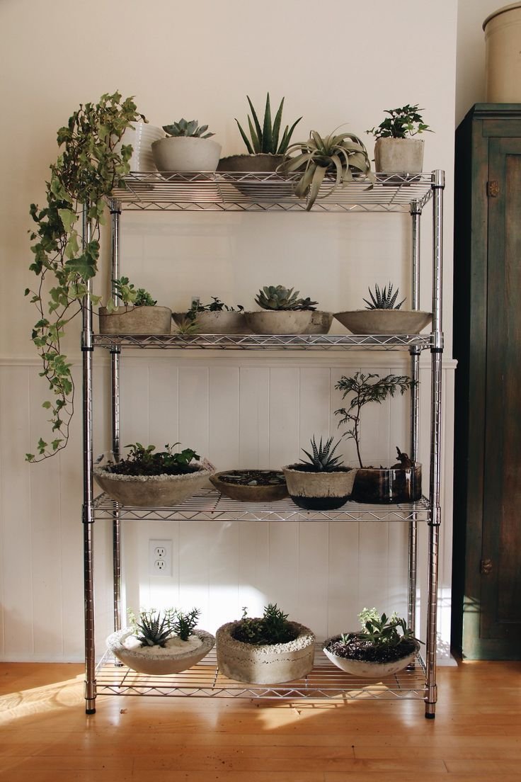 Суккуленты на кухне