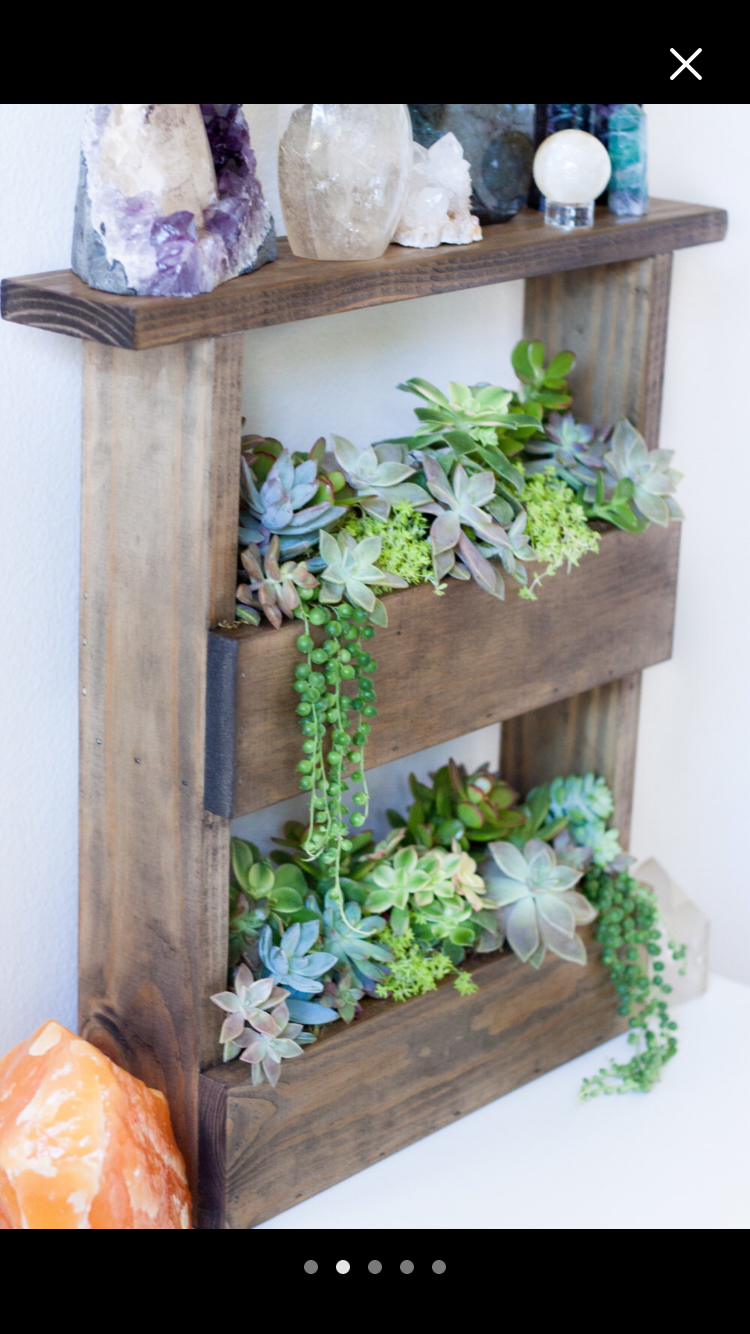 Фитодизайн Суккуленты