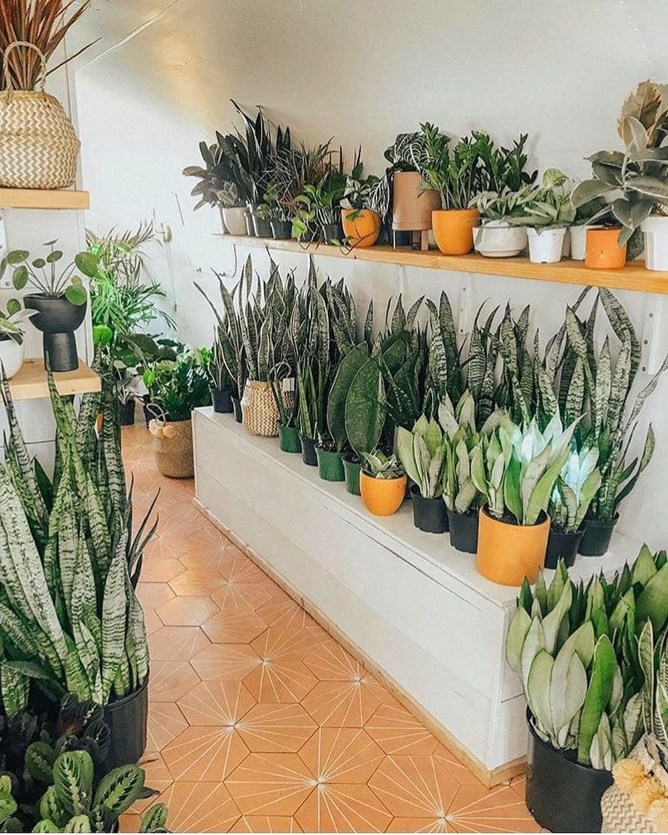 Мини сад Суккуленты мини сад Суккуленты