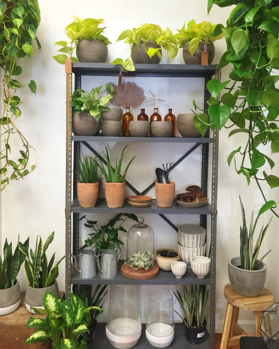 Кактусы в интерьере квартиры