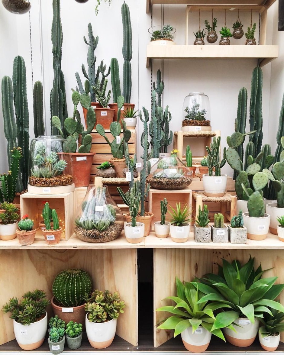 Досветка суккулентов