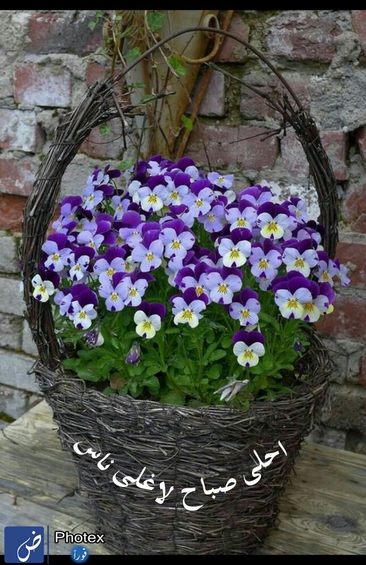 Васильки самосев