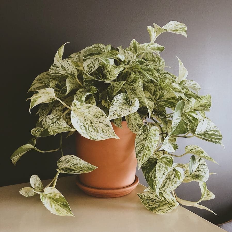 Филодендрон Бразилия медиопикта