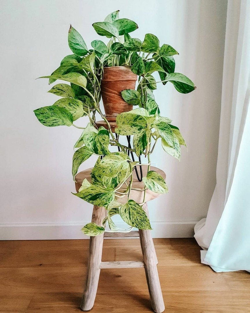 Эпипремнум традесканция