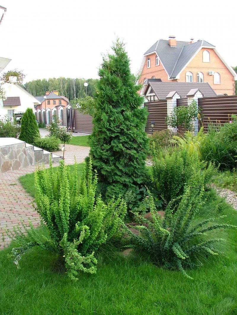 Туя Смарагд в ландшафте