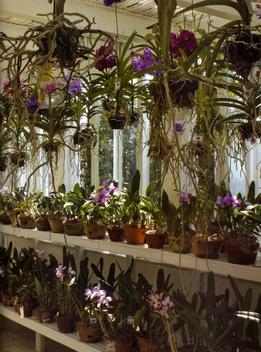 Орхидея Ванда оранжерея