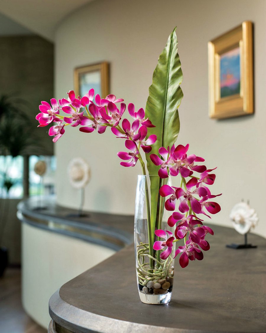 Папоротник фаленопсис