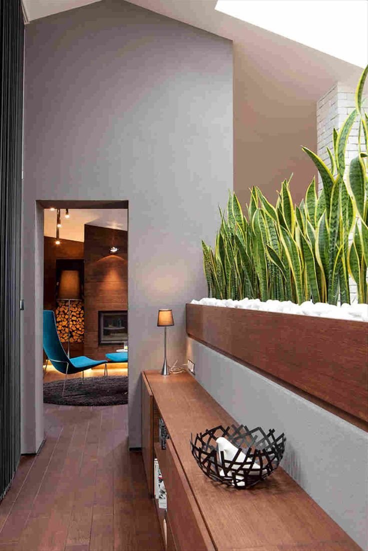 Замиокулькас, сансевьера