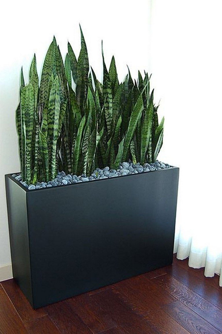 Сансевиерия Ханни в длинном горшке