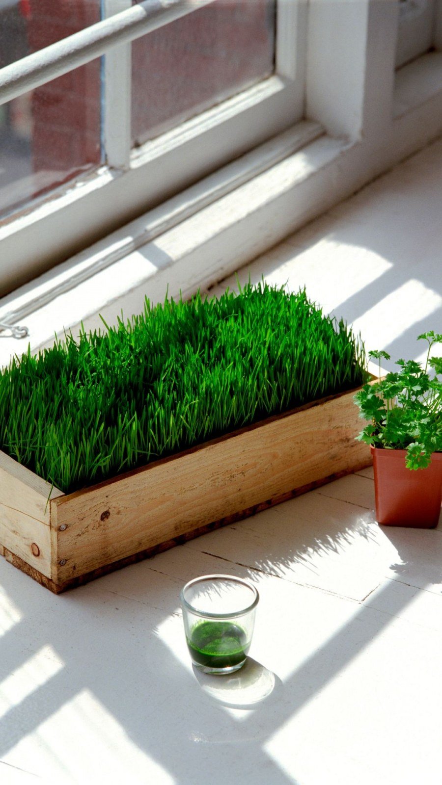 Газон на подоконнике