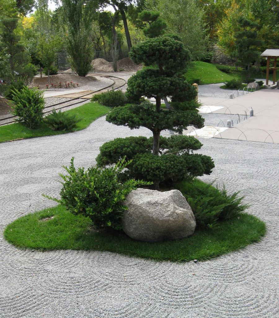 Розмарин дерево бонсай