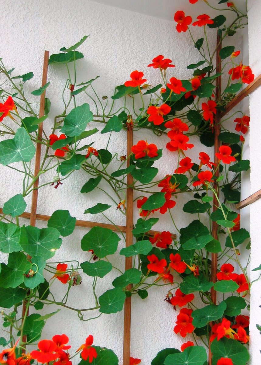 Настурция Лиана