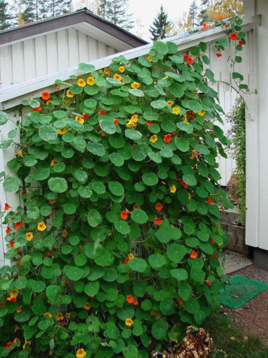 Настурция в кашпо