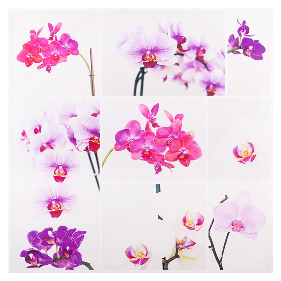 Обои 60 см цветы