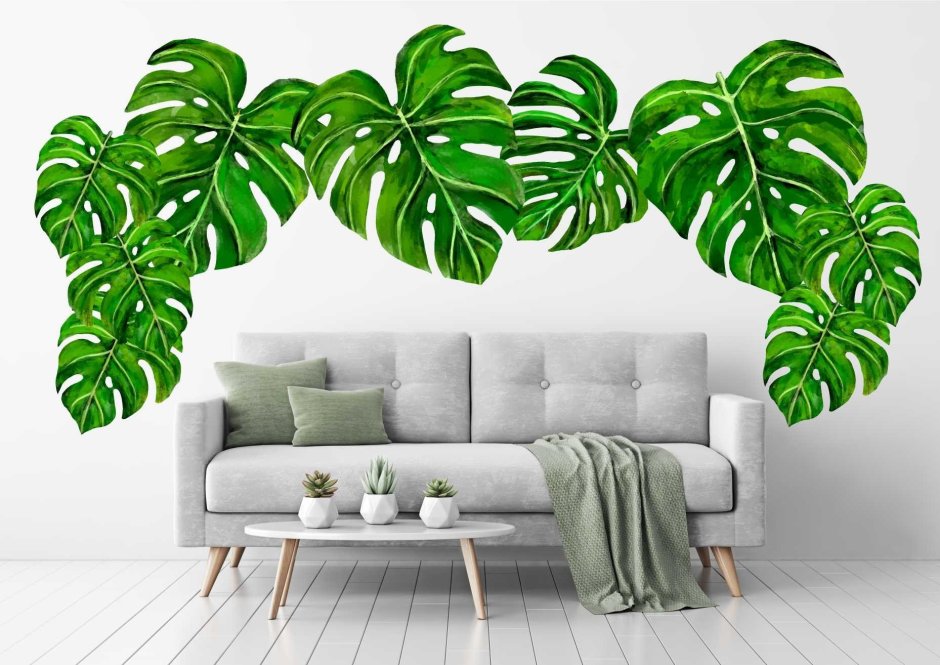 Листья монстеры на стене