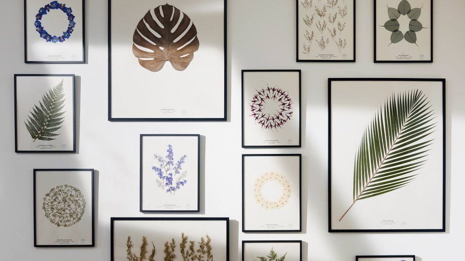 Гербарий в интерьере