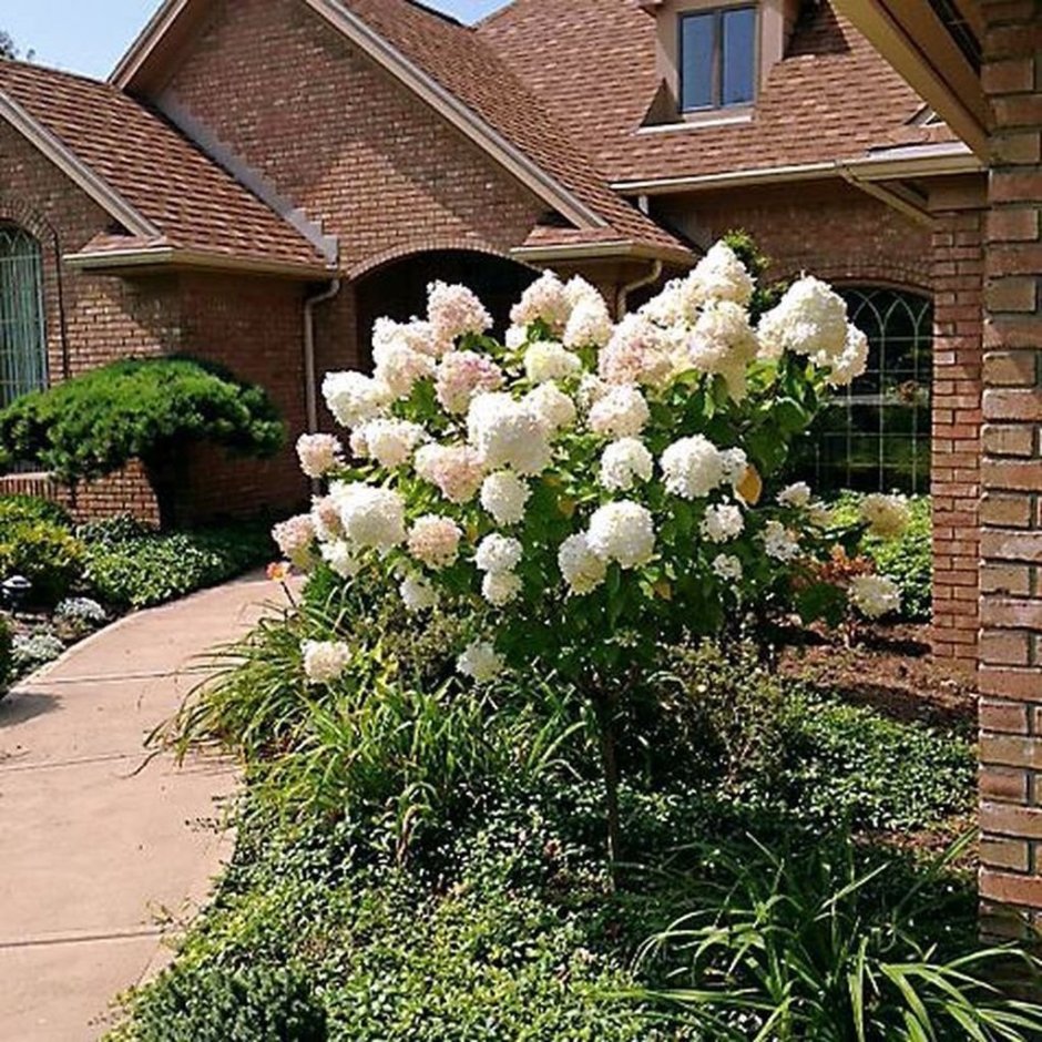 Гортензия метельчатая Тардива