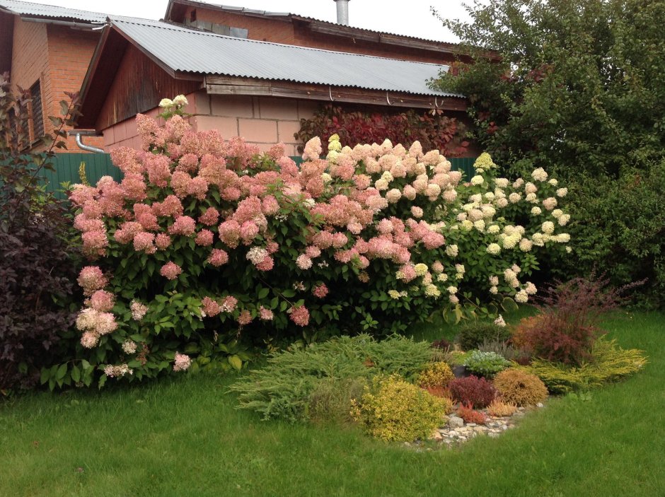 Гортензия Фантом изгороди