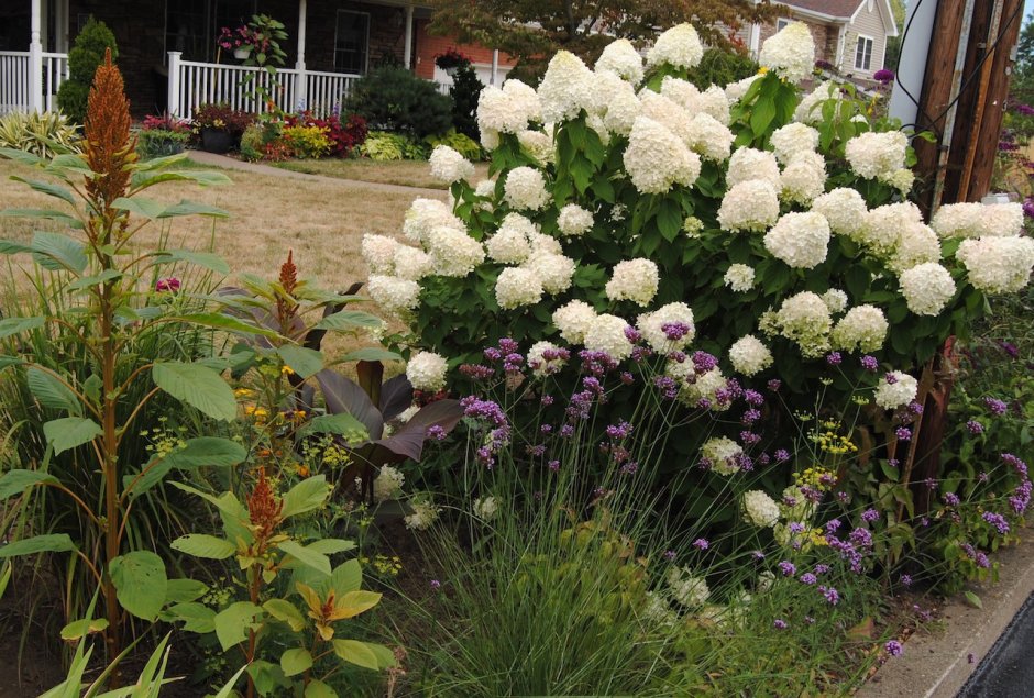 Гортензия Лаймлайт изгородь