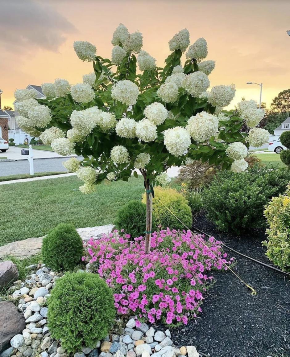 Гортензия Лаймлайт