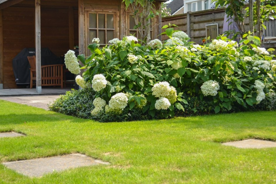 Гортензия Анабель Живая изгородь