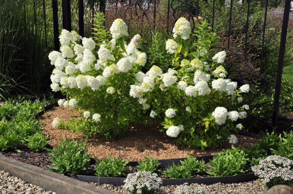 Гортензия метельчатая и спирея