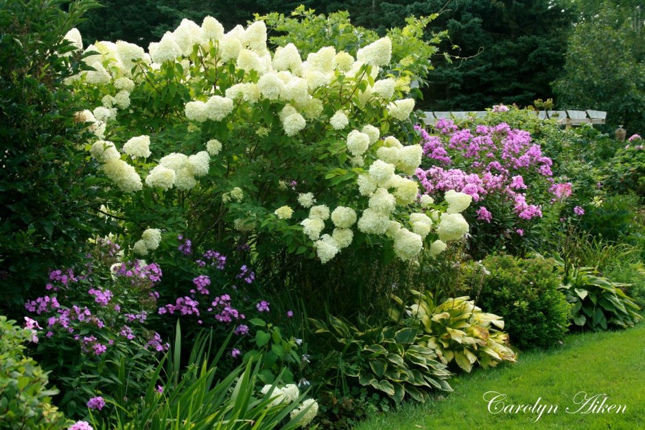 Миксбордер пионы метельчатая гортензия