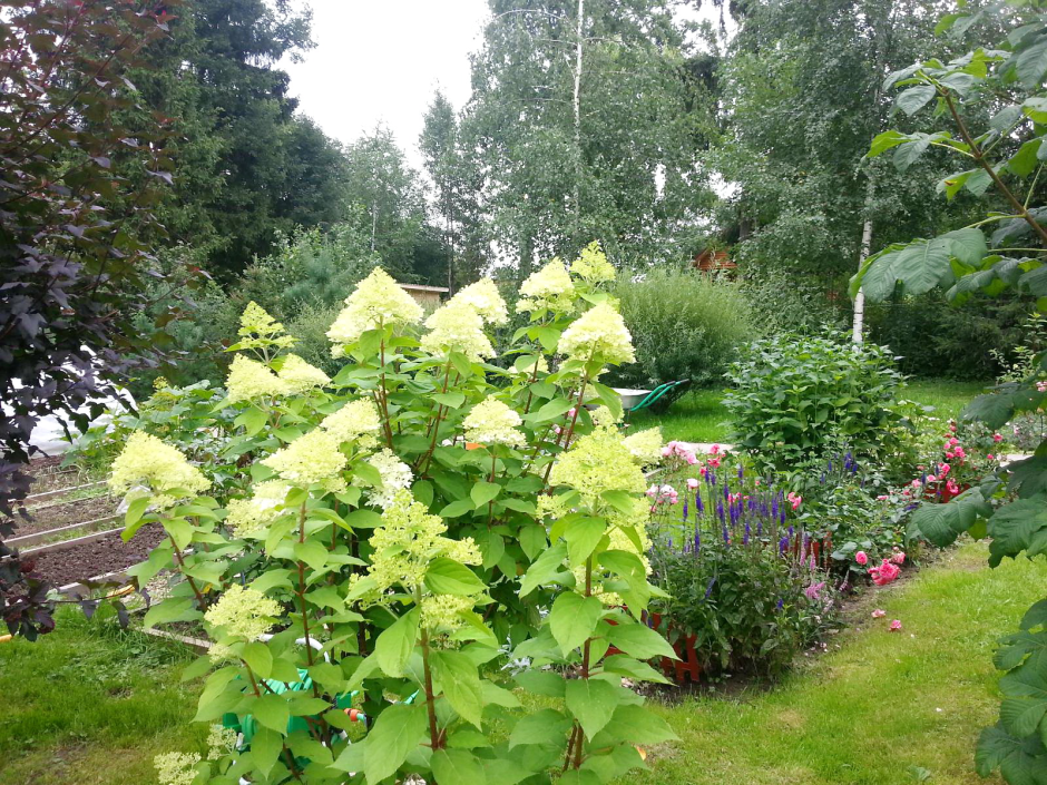 Посадка метельчатой гортензии Лаймлайт